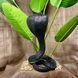 buy Cobra Statue, Black 8