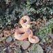 kaufen Gartenfigur Schlange, Klapperschlange, Klein, Braun 2
