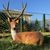 Garden figure Deer