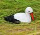 buy Garden figure No. 2 Small nesting stork 3