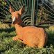 kaufen Gartenfigur Hirsch 12