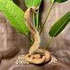 kaufen Gartenfigur Schlange, Kobra Braun 8