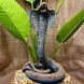 buy Cobra Statue,  Colorful 10