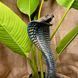 buy Cobra Statue,  Colorful 9