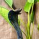 buy Cobra Statue,  Colorful 6