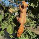 buy Garden figure Squirrel hanging right large 3
