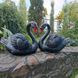 buy Garden Swan Statues, Set &ndash; Pair of Black Swans 2
