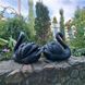 buy Garden Swan Statues, Set &ndash; Pair of Black Swans 3