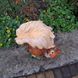 buy Garden figure Squirrel with cones 6