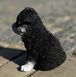 buy Garden figure Husky puppy, colored 9