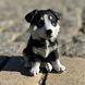 buy Garden figure Husky puppy, colored 5