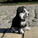 buy Garden figure Husky puppy, colored 7