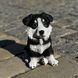 buy Garden figure Husky puppy, colored 4