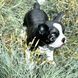 buy Standing French bulldog garden figure 1