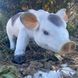kaufen Gartenfigur Fleckiges Schweinchen 5