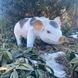 kaufen Gartenfigur Fleckiges Schweinchen 7