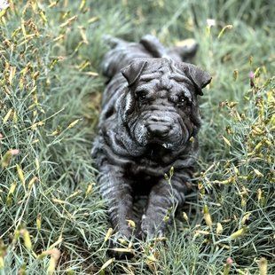 kaufen Sharpie Hund Garten Figur 1