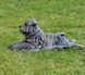 kaufen Sharpie Hund Garten Figur 6